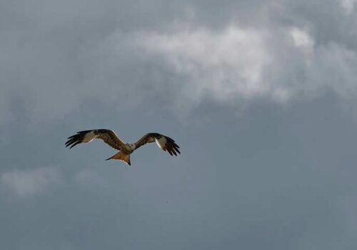 daily-hints-for-you-006