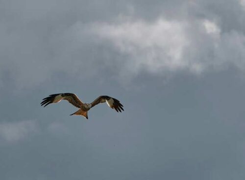 daily-hints-for-you-006