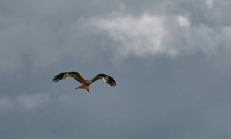 daily-hints-for-you-006