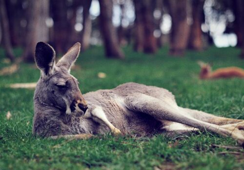 Conservation-Efforts-and-Volunteer-Opportunities-Across-Australia daily-hints-for-you
