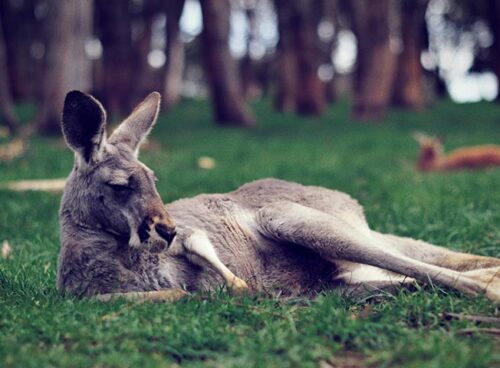 Conservation-Efforts-and-Volunteer-Opportunities-Across-Australia daily-hints-for-you