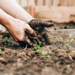 Gardening-and-Composting-in-Australia--daily-hints-for-you 1