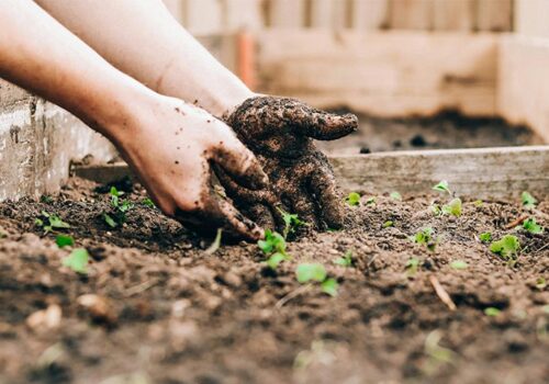 Gardening-and-Composting-in-Australia--daily-hints-for-you 1