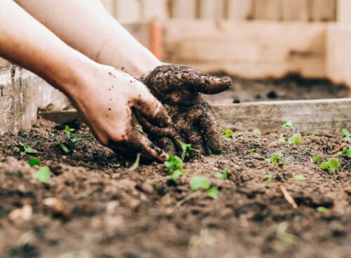 Gardening-and-Composting-in-Australia--daily-hints-for-you 1