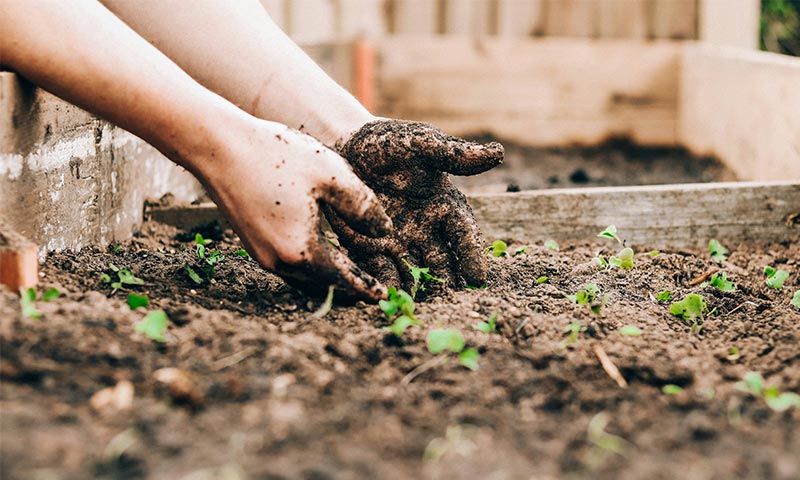 Gardening-and-Composting-in-Australia--daily-hints-for-you 1